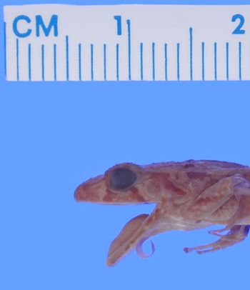 Media type: image; Herpetology A-11130